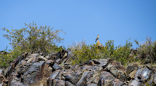泰姆格里考古景观岩刻