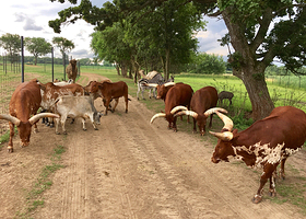 Safari Lake Geneva | Online Reservations Required