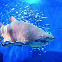 塞维利亚水族馆