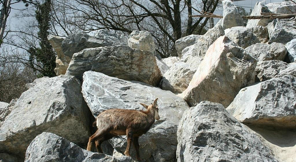 因斯布鲁克高山动物园