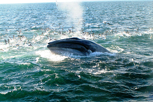 奥克兰鲸鱼海豚发现之旅