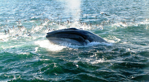 奥克兰鲸鱼海豚发现之旅