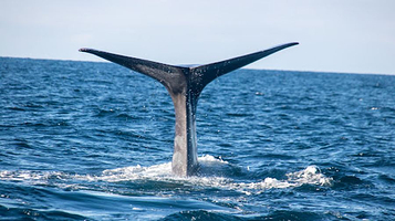 Whale2Sea Andenes - Whale and Bird Watching - former Sea Safari Andenes