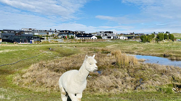 Lake Tekapo Petting Zoo