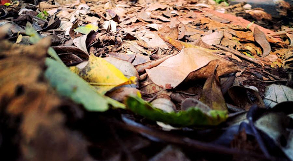 Dedan Kimathi Monument