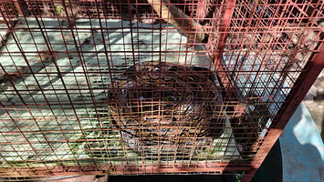 Bohol Lemur and Butterfly