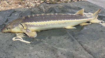 Poppelsøens Ørredvand