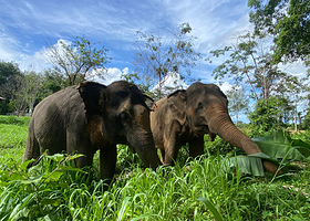 Phuket Nature Elephant Reserve
