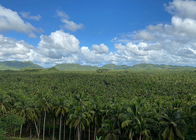 Coconut Trees View Deck