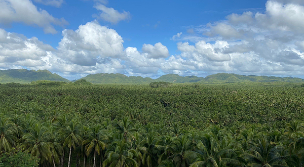 Coconut Trees View Deck