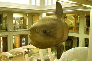 生物标本博物馆