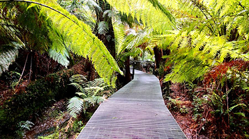 Maits Rest Rainforest Walk