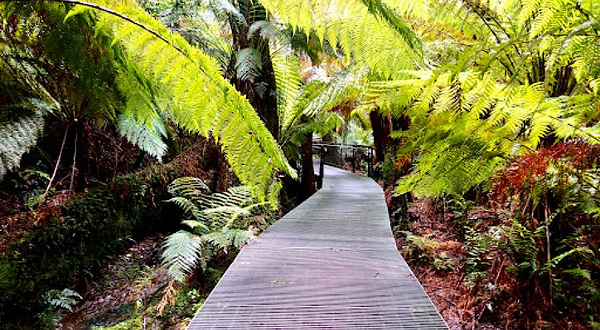 Maits Rest Rainforest Walk