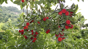 大罗山风景区-杨梅山