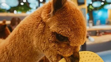 猫咪博物馆(茂业时代广场店)