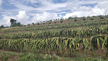 西双版纳傣族自治州喃哈热带水果基地