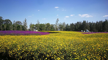 大河口渔村公园