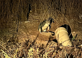 Penneshaw Penguin Centre
