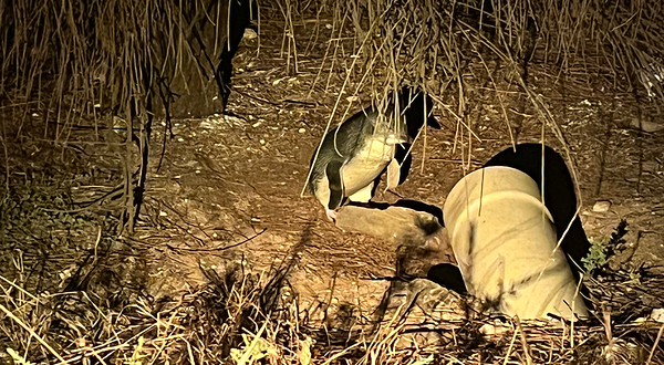 Penneshaw Penguin Centre