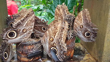 Gamboa Rainforest Resort Butterfly Garden and Frog Exibit