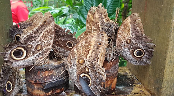 Gamboa Rainforest Resort Butterfly Garden and Frog Exibit