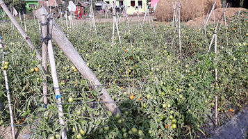 बिन्दवासिनी पार्क खैरहनी चितवन