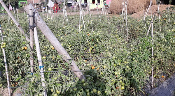 बिन्दवासिनी पार्क खैरहनी चितवन