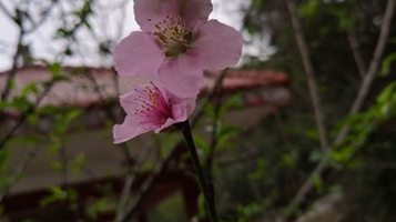 紫云公园桃花亭