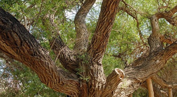 700 Year Old Willow/Kosbastau