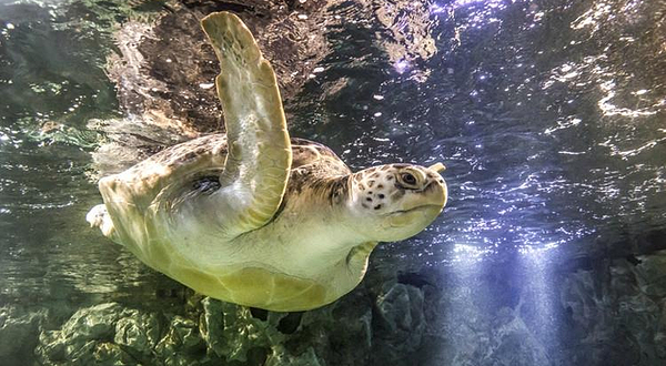 布莱顿海洋生物水族馆