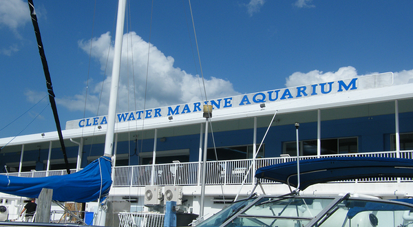 Clearwater Marine Aquarium