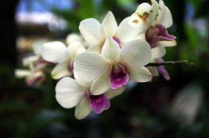 Taman Orkid Kuala Lumpur