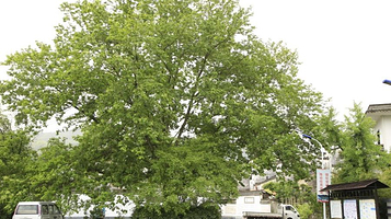 新安江山水画廊风景区-棉潭村