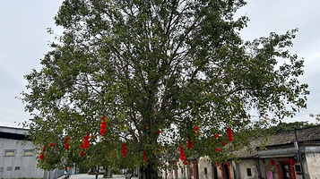 观澜版画村-菩提树