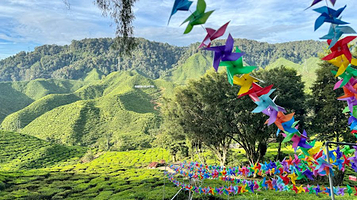 Cameron Valley Tea View point