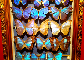 卢塞恩自然博物馆