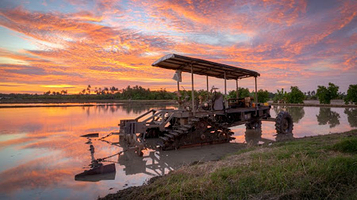 balik pulau paddy field