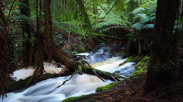 Mavista Picnic Area & Walking Track