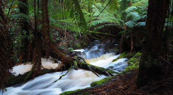 Mavista Picnic Area & Walking Track