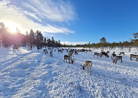 佩特里马特斯驯鹿农场