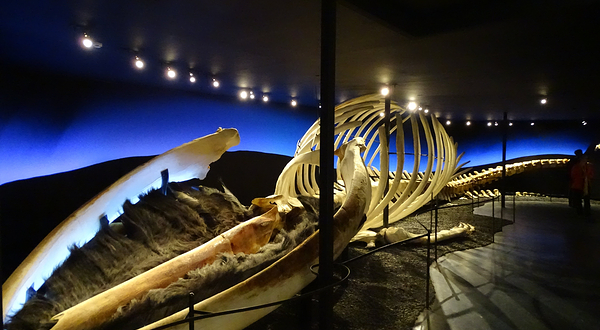 胡萨维克鲸鱼博物馆