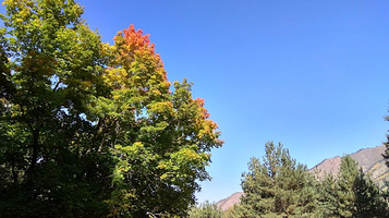 Ак-Суу Дендрариум