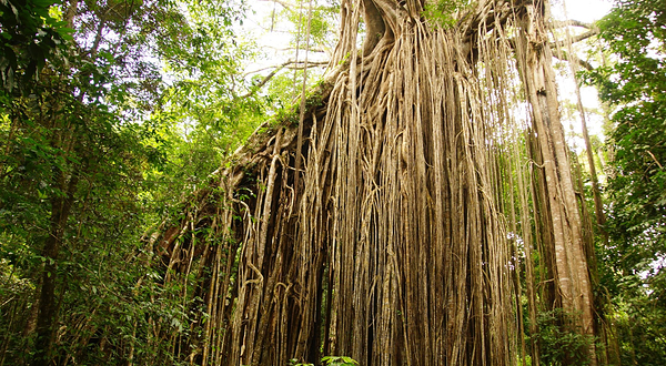 Curtain Fig National Park