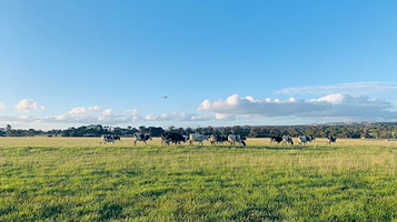 Melbourne Airport Viewpoint