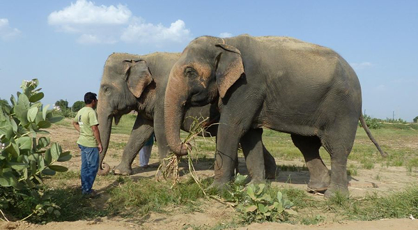 Wildlife SOS Elephant & Bear Sanctuary