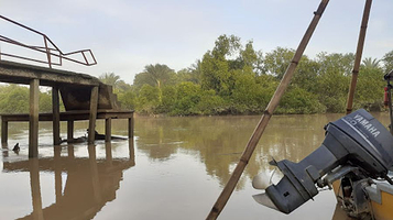 Firefly, Kuala Selangor