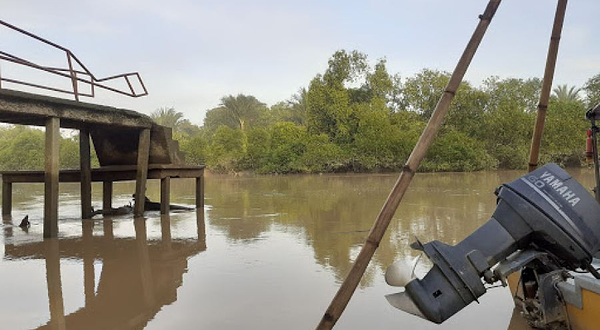 Firefly, Kuala Selangor