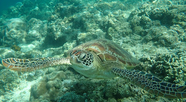Moalboal Sardines and Sea turtles