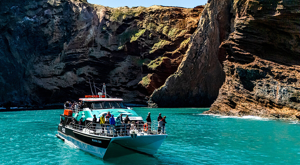黑猫号游艇观海豚之旅