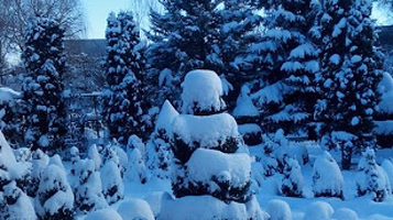 Ornamental plant nursery